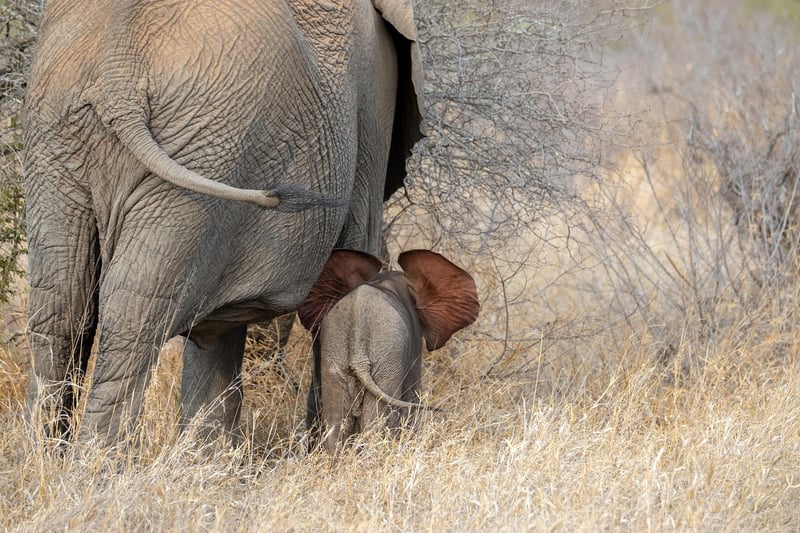 Serengeti Safari