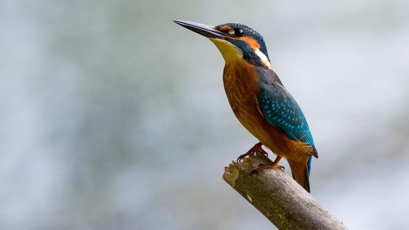 Bird Watching